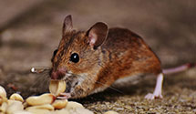 24 Hour & Emergency Exterminators in Eskdale, WV